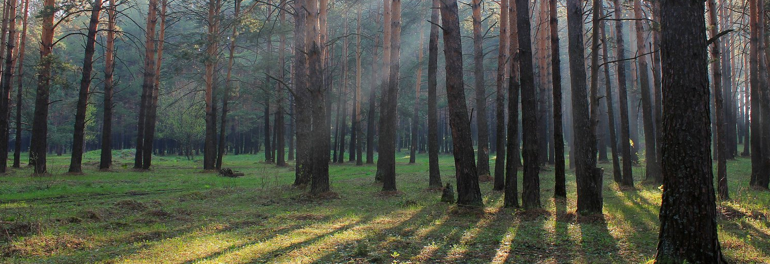 Dzukija national park